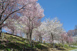 東山動植物園の桜