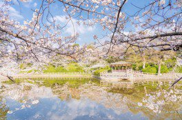 見どころの「城池」沿いなど園内には約400本の桜が咲く