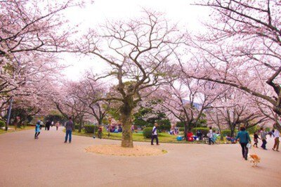 【桜・見ごろ】徳島中央公園