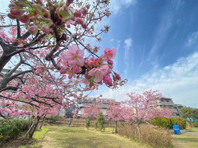 鮫洲入江広場の桜