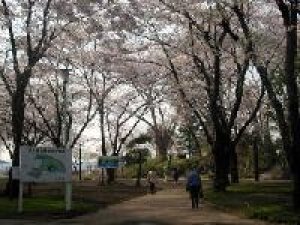 【桜・見ごろ】三八城公園