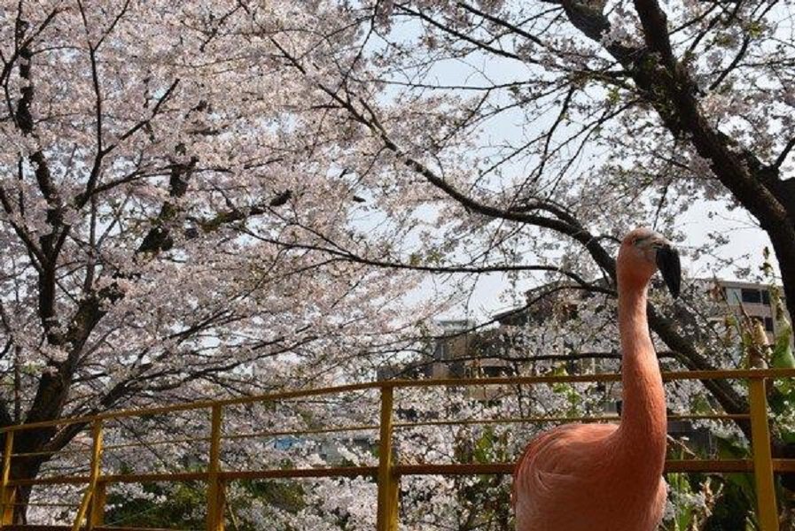 池田動物園の桜 桜名所 お花見21 ウォーカープラス