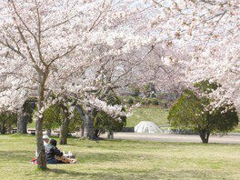 桜を見ながらピクニックを楽しめる