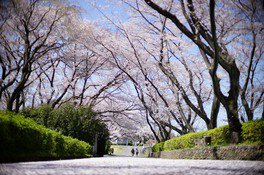 大野極楽寺公園の桜