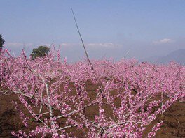 浅間園 桃の花まつり2024