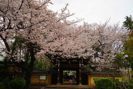 法明寺の桜