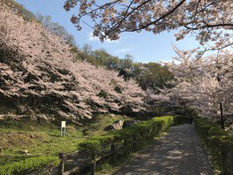 大阪府立近つ飛鳥風土記の丘の桜