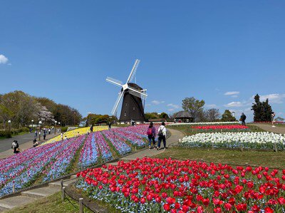 花博記念公園鶴見緑地の風車の丘大花壇
