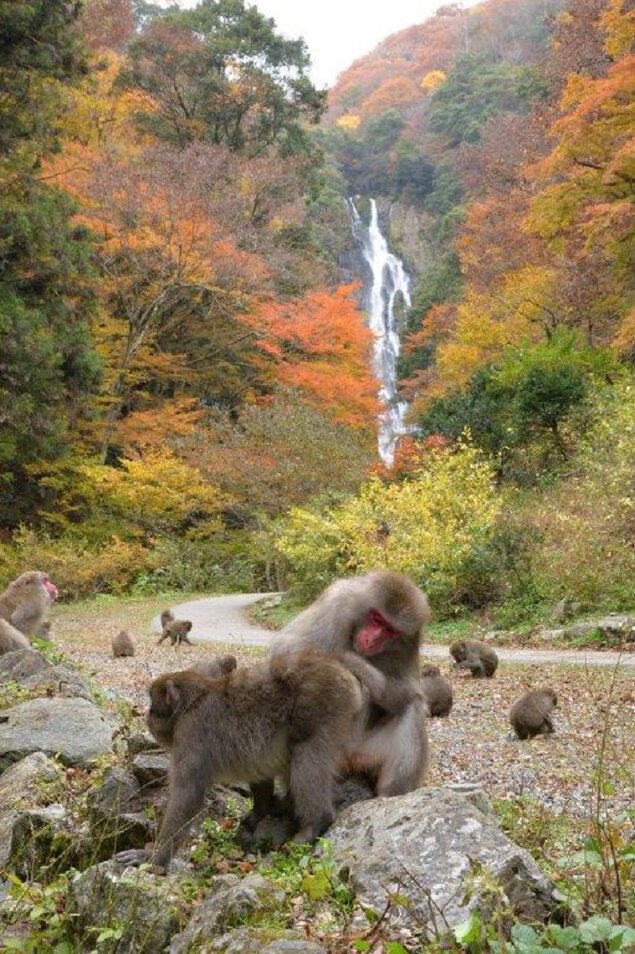 神庭の滝自然公園の紅葉