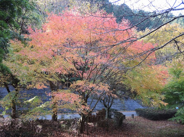 鈍川渓谷の紅葉