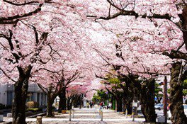 美しい桜並木が続く