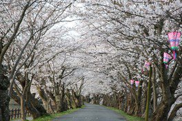 美しい桜並木をのんびり散策できる