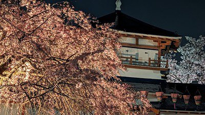 長野公園(奥河内さくら公園)の桜