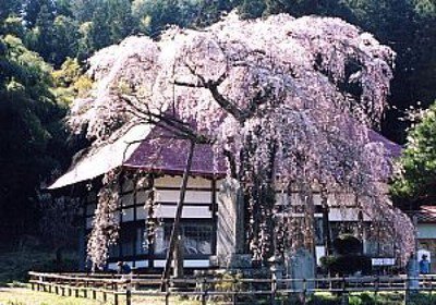 【桜・見ごろ】永泉寺のサクラ