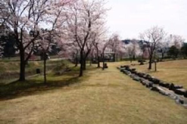 【桜・見ごろ】せせらぎ公園