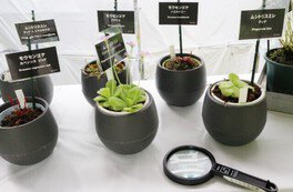 食虫植物自由研究ガイド