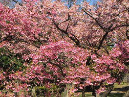 住之江公園の桜
