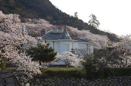 【桜・見ごろ】鳥取城跡・久松公園