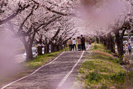 入間川サイクリングロードの桜