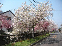 【桜・見ごろ】中野川八重桜