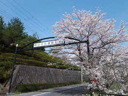 雨山文化運動公園の桜