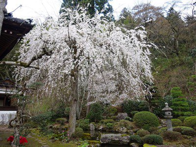 玉川寺の桜