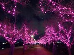 桜まつり～冬～大阪狭山イルミネーション