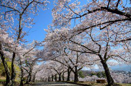 松本市城山公園の桜