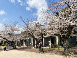 周南市徳山動物園の桜
