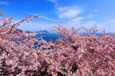 四浦半島の桜【来訪自粛】