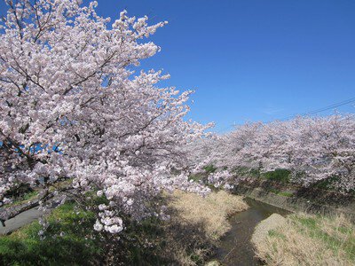 柏原川の桜堤の桜