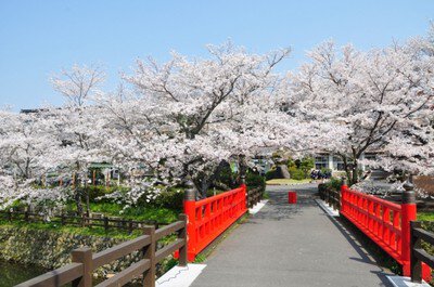 【桜・見ごろ】鹿野城跡公園