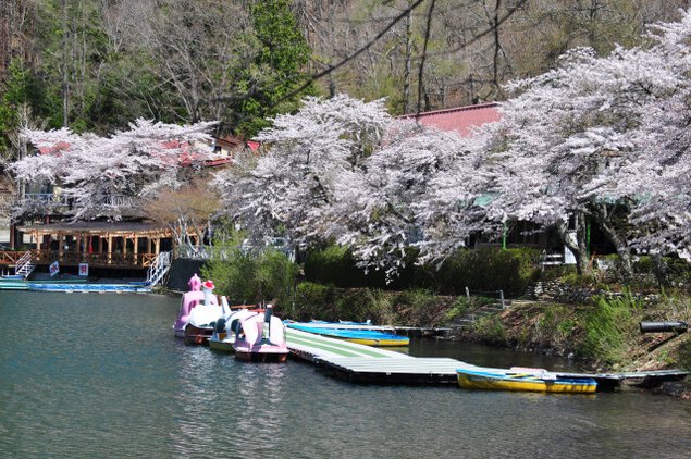 【桜・見ごろ】四尾連湖