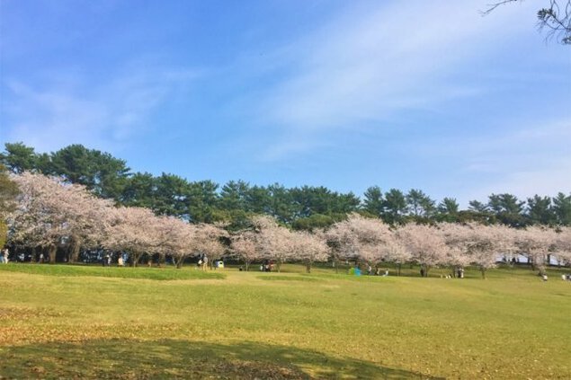 【桜・見ごろ】鹿児島県立吉野公園