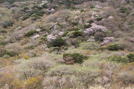 箱根 芦ノ湖の桜