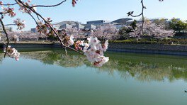 泉の森 桜 week 2024