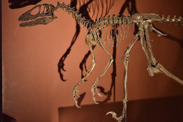 恐竜vs哺乳類ー化石から読み解く進化の物語ー