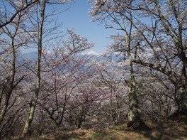 桜と常念岳(光城山山頂付近)