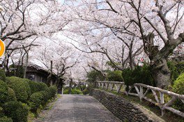 日和山公園の桜(山口県)