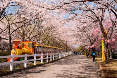 東武動物公園の桜