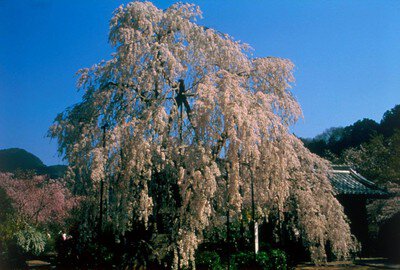 大野寺の桜
