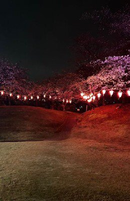 保田ヶ池公園　桜ライトアップ