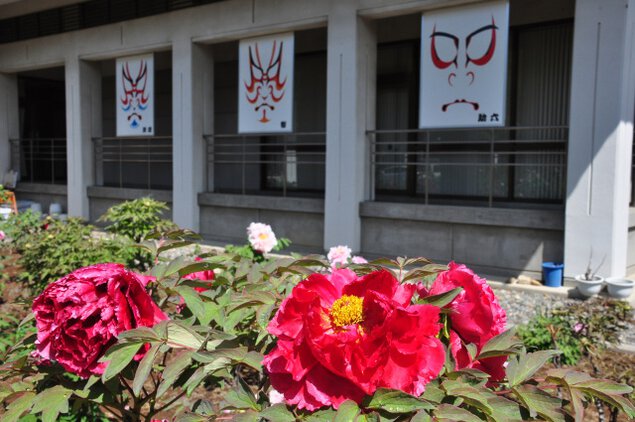【花・見ごろ】歌舞伎文化公園のぼたん