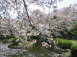 【桜・見ごろ】旧円融寺庭園