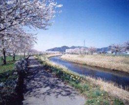 【桜・見ごろ】きらめきロード中河