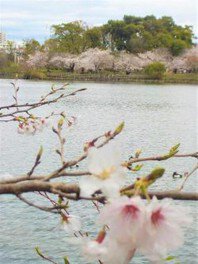 【桜・見ごろ】洗足池公園