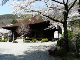 大善寺の桜