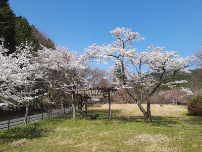 レイクパーク加茂の桜