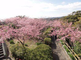 官軍塚の桜