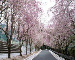 【桜・見ごろ】徳山のしだれ桜